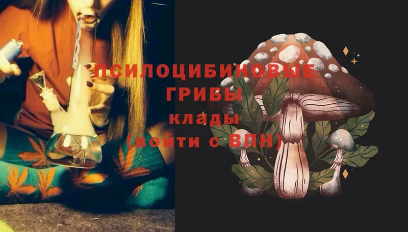 Галлюциногенные грибы Psilocybine cubensis  Кольчугино 